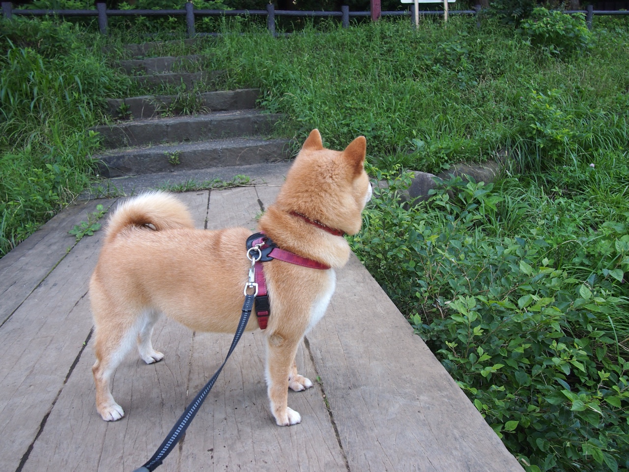 乐鱼app-LCK战队训练营全力备战，lck战队基地