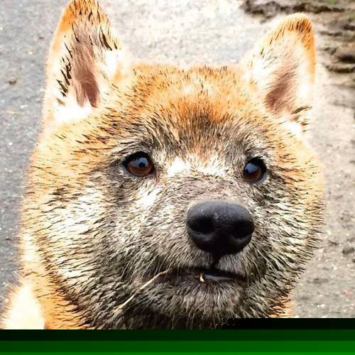 乐鱼体育App下载-冰岛队遭遇惨败意大利：无缘晋级法国外围，冰岛打进欧洲杯