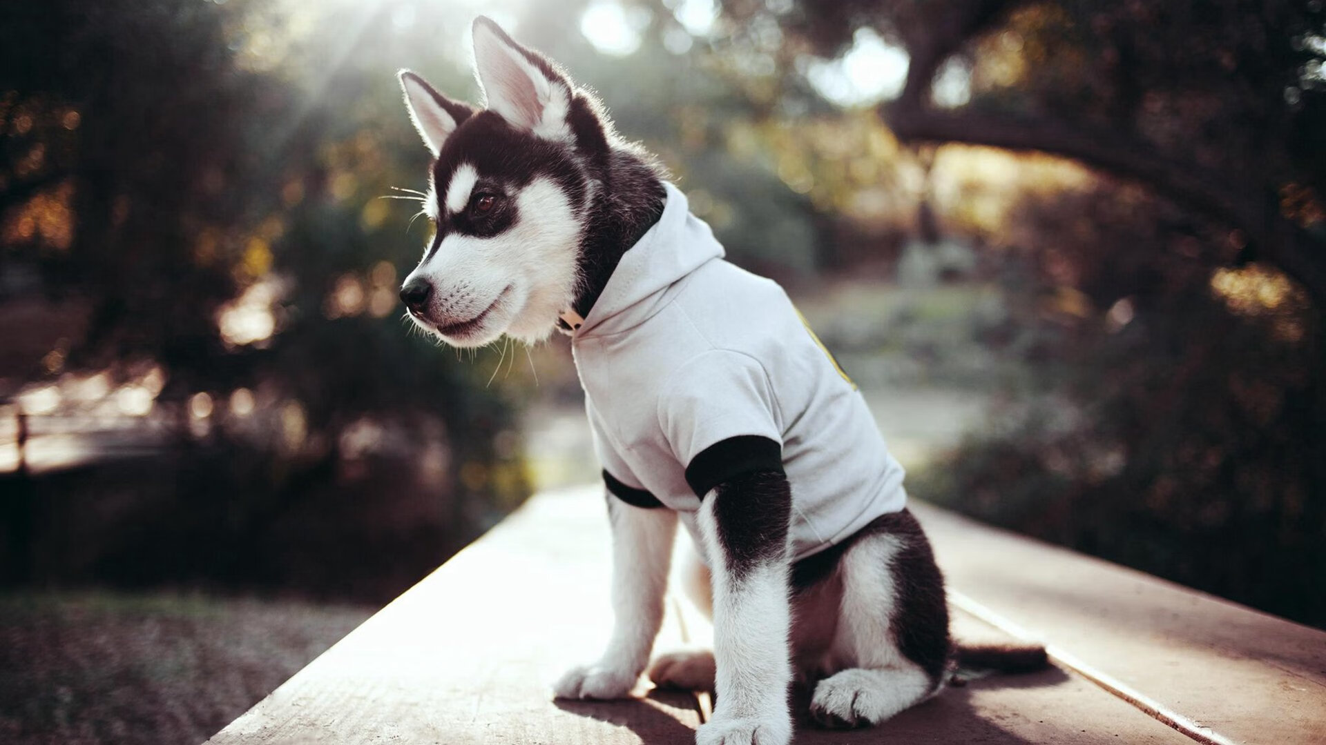 乐鱼（中国）体育官方网站-开拓者队重回胜利轨道，球队信心重燃，开拓者球队怎么样