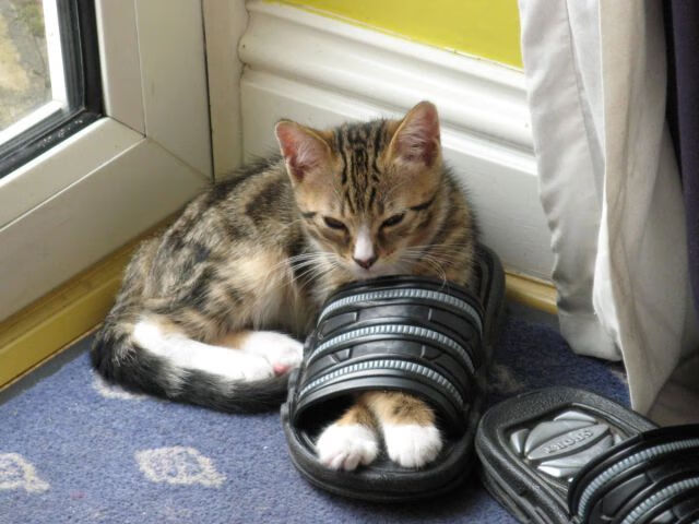 leyu乐鱼官网登录入口-热火轮换阵容高效压制黄蜂，热火nerf