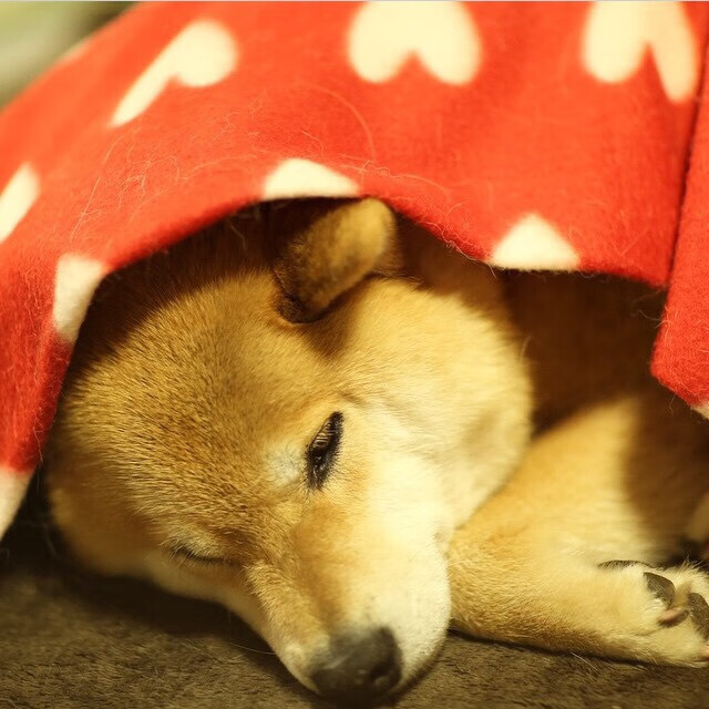 热火连胜被终结，球队需要整顿阵容，热火队最新