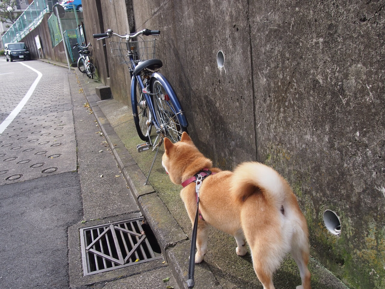 先进裁判技术:VAR和自动判罚的创新突破,var 裁判