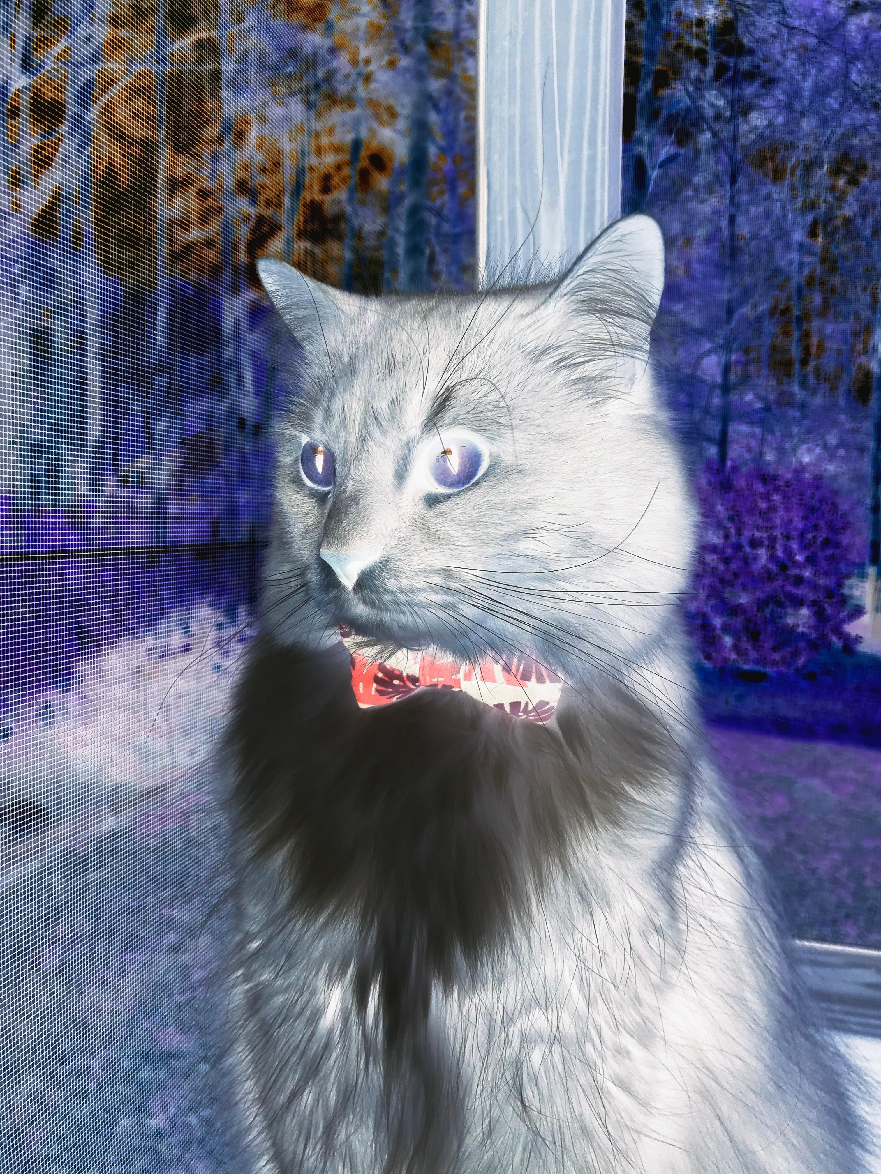 意甲非传统时间段转播对商业收入影响，意甲的转播权