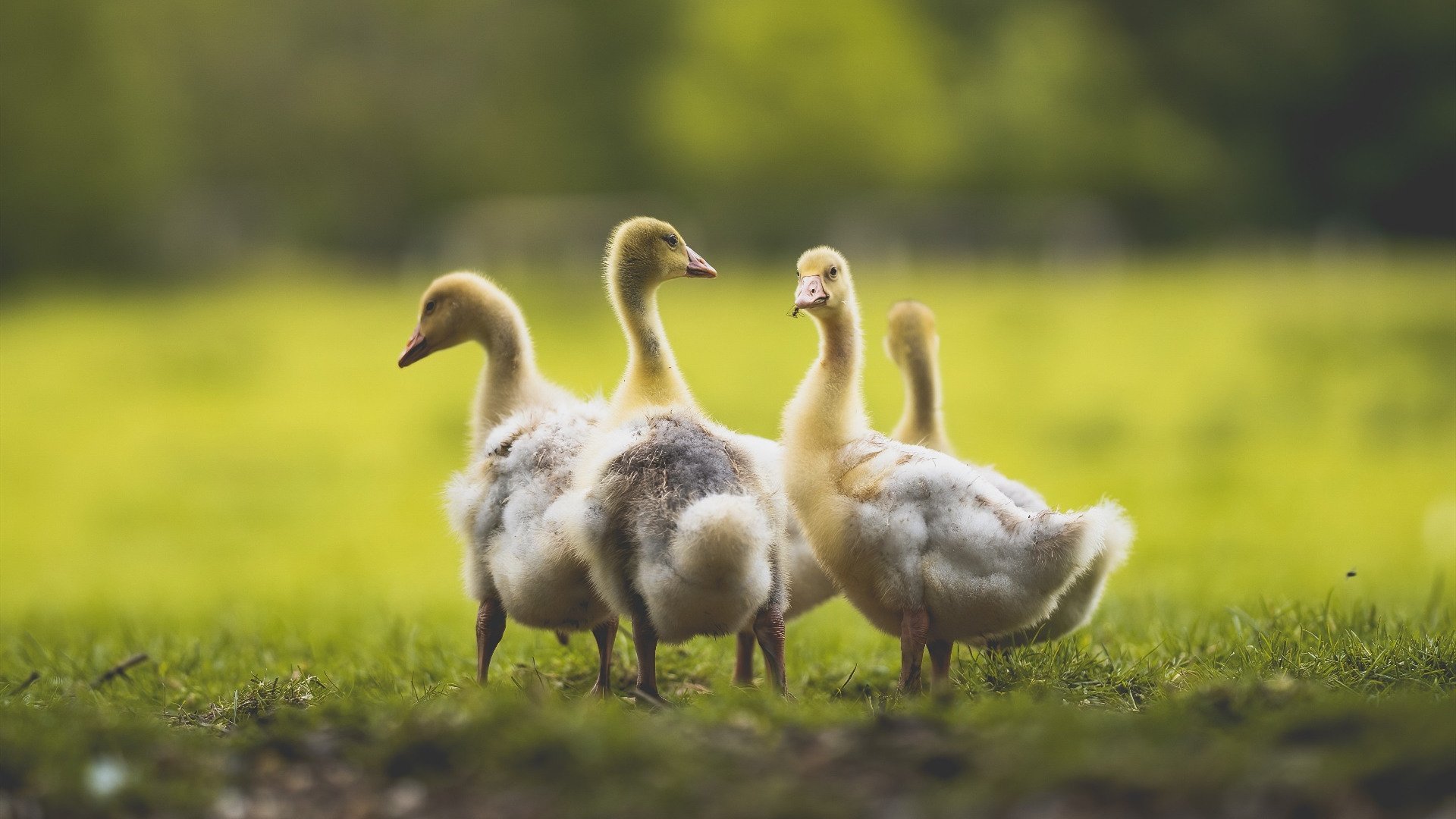 国际热身赛国家队惨败 球迷反思战略部署,国际热身赛直播