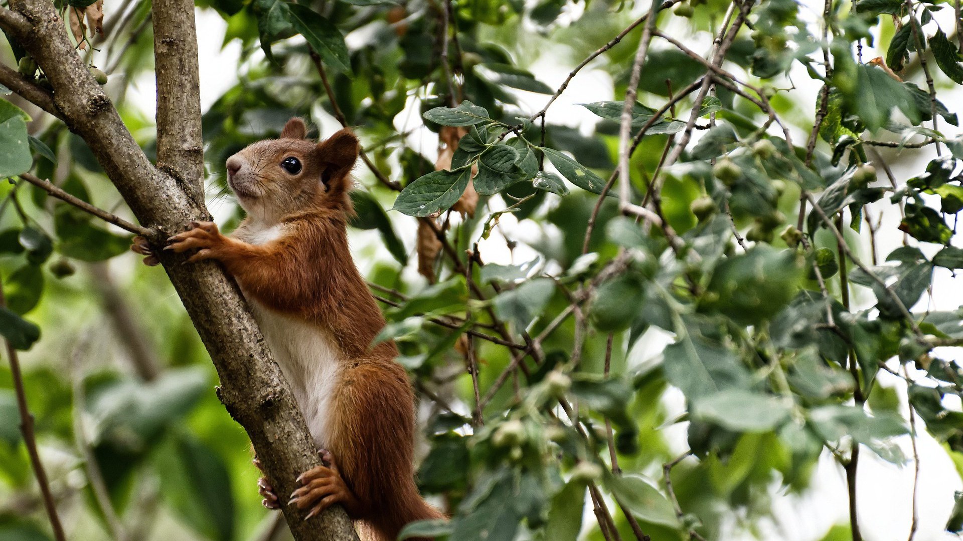 埃及赛制的未来:技术与战术结合的创新路径,埃及乙组比赛