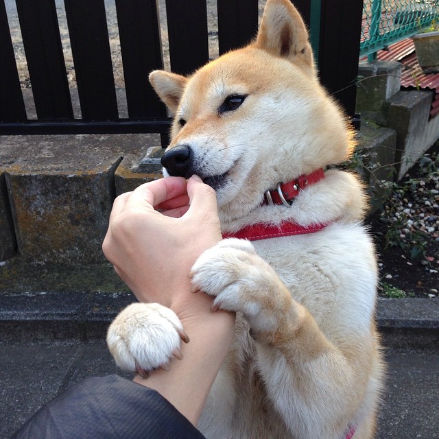 乐鱼体育App下载-自由式滑雪世界杯再迎中国首金，自由式滑雪世锦赛冠军