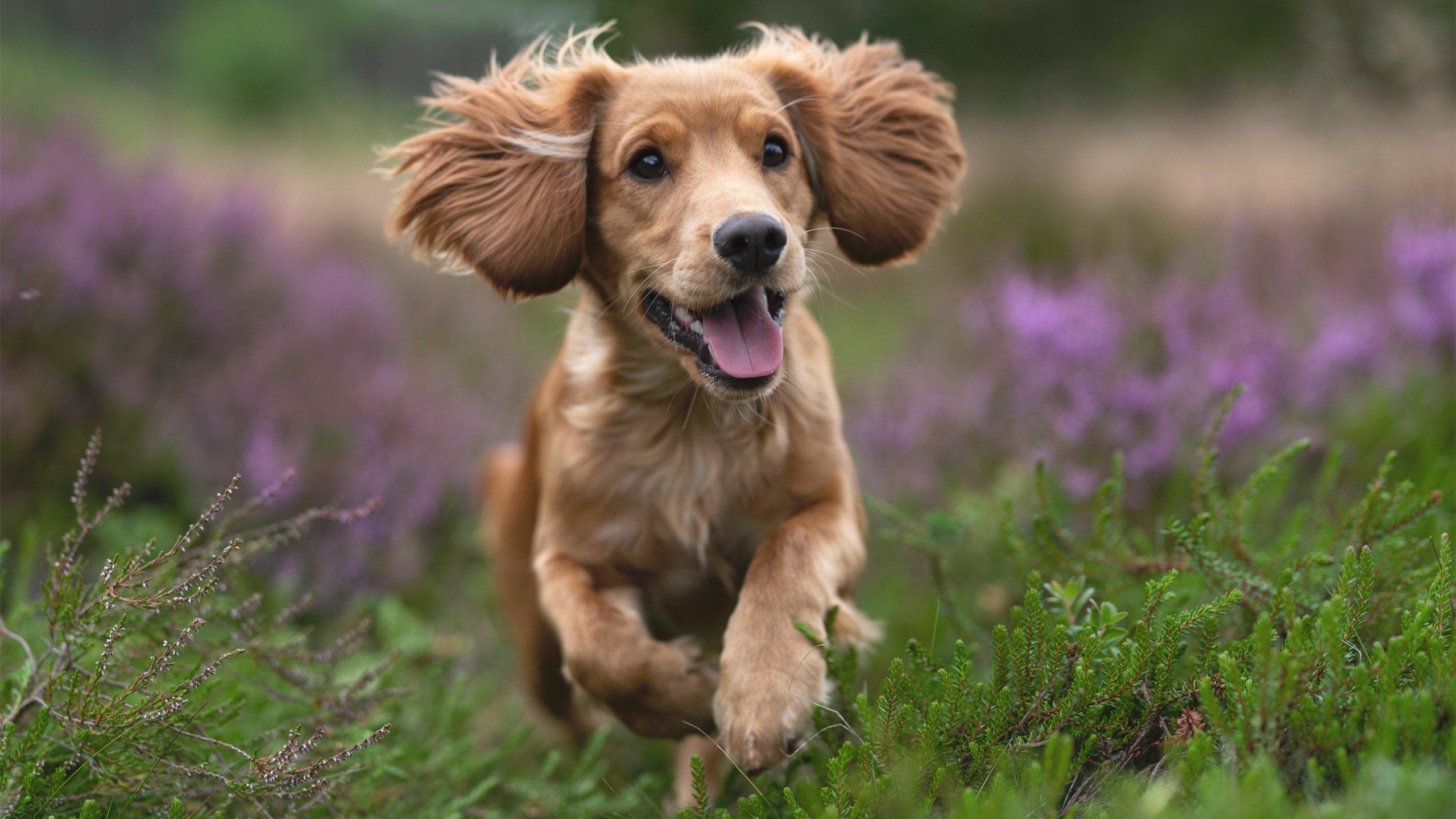 节奏快的阵容是否需更多空间型球员支持,nba节奏和空间战术