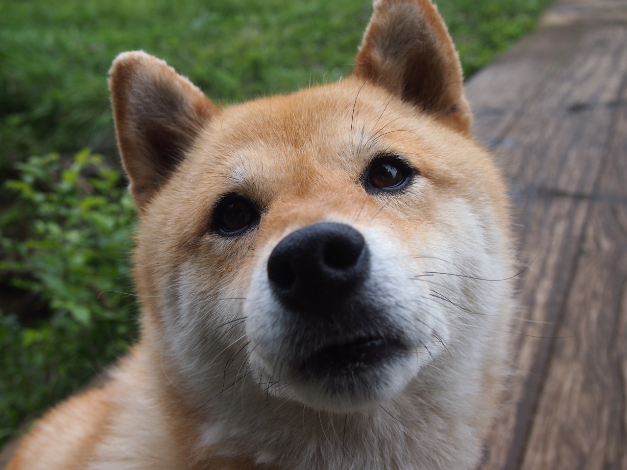 乐鱼app-图穆亚的突破技巧与精准长传，带领袋鼠队走向成功，穆图什么水平