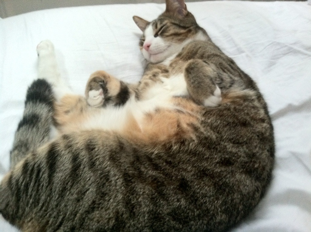 戴维·帕特森助袋鼠队攻守兼备,打破对方防线,戴维帕特尔