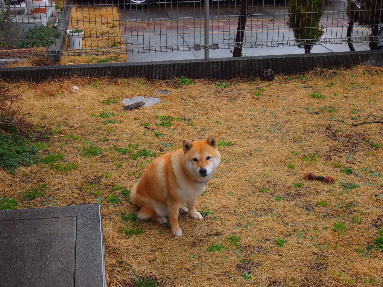 格鲁吉亚女篮在欧洲锦标赛中展现崭新实力,期待突破,格鲁吉亚赛程