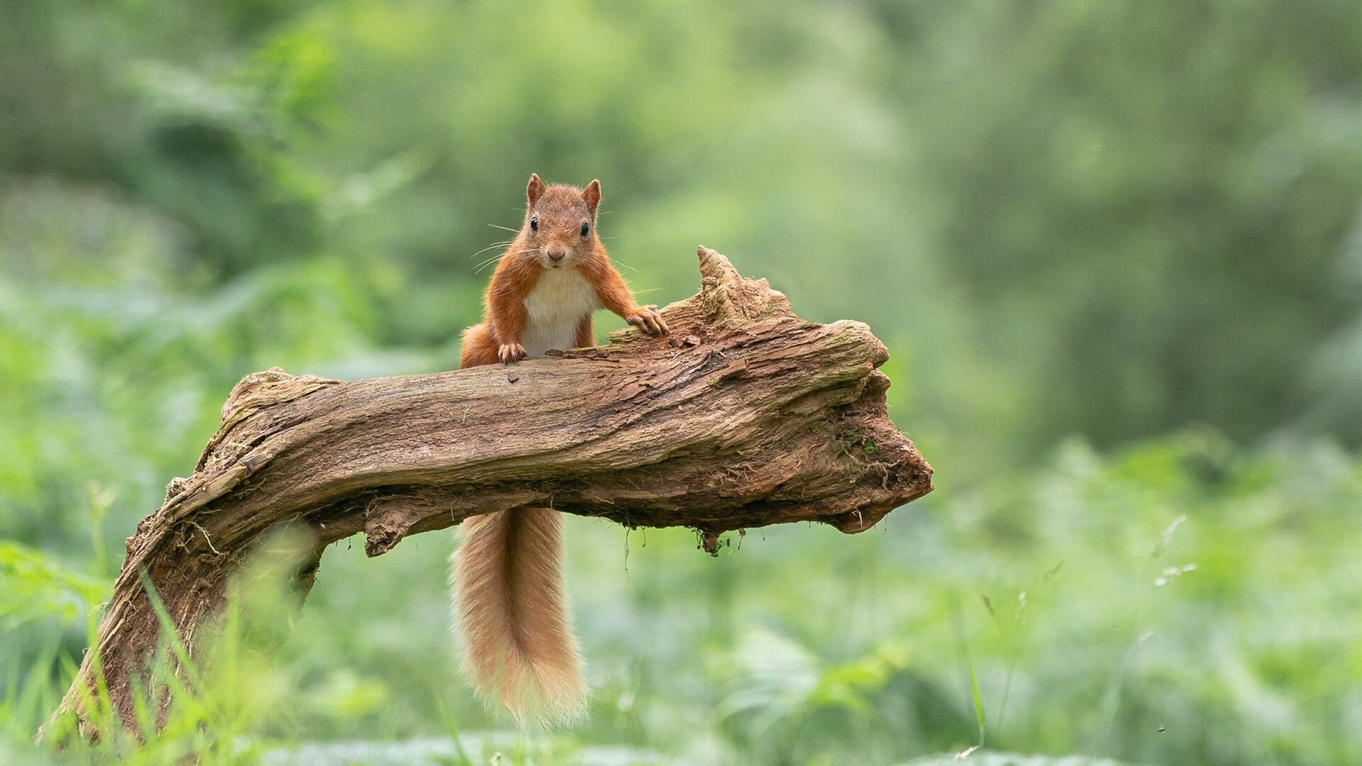 欧洲杯巨星争锋:战术、技术双俱佳!,欧洲杯争冠