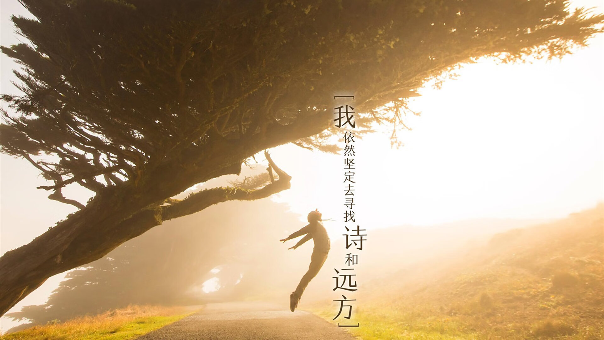 荷兰蛙泳节奏控制极具水准,荷兰游泳奥运冠军