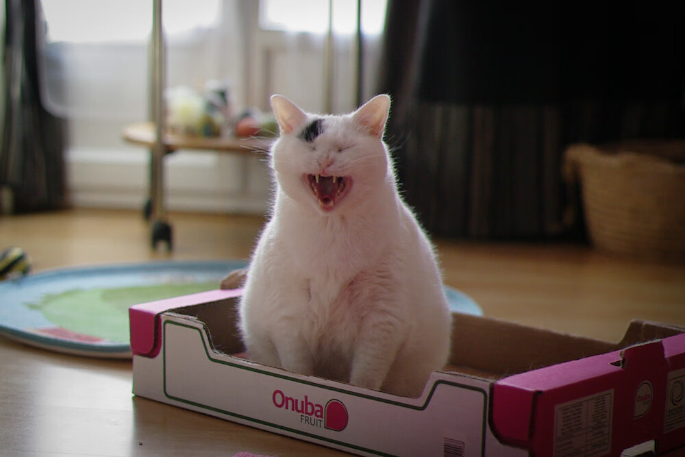 麦克沃伊赛后感谢团队全力支持,麦克沃伊参加东京奥运会了吗